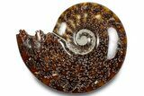 Polished Ammonite (Cleoniceras) Fossil - Madagascar #283268-1